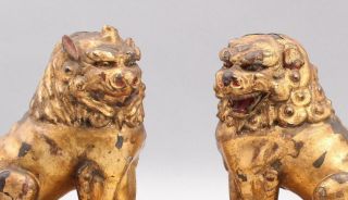 Pair Small Antique Chinese 19thC Qing Gold Gilt Carved Wood Chinese Foo Lions 3