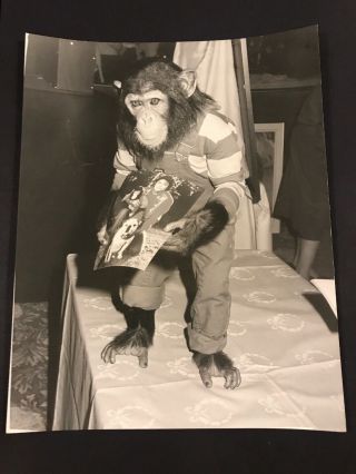Vintage Press Photo Of Bubbles The Chimpanzee Michael Jackson’s Pet 1987