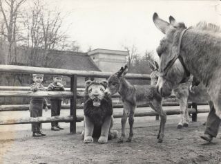 Heinz O.  Jurisch Photograph/ Baby Donkey Plays W Steiff Lion At Berlin Zoo 1965