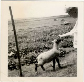 Attractive Woman Feeding Milk Baby Goat Minnesota Family Farm Vintage Photo 1960