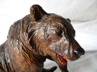 Absolute Rare Bear Swiss Very Fine Carving Black Forest 1880 