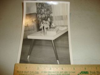 Vintage Chihuahua Dog Rare Photo On Mid Century Modern Coffee Table
