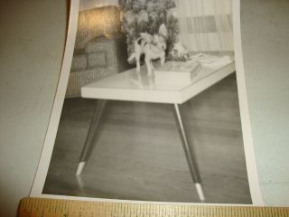 Vintage Chihuahua Dog Rare Photo On Mid Century Modern Coffee Table 2