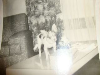 Vintage Chihuahua Dog Rare Photo On Mid Century Modern Coffee Table 3