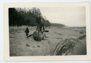 People Standing On Dead Beached Whale Vintage Snapshot Photo
