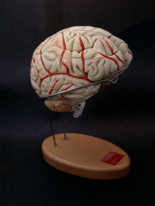Awesome Vintage Denoyer Geppert Brain Model 6 Part Anatomical Model With Stand
