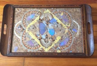 Vtg Butterfly Art Inlaid Wood Serving Tray Glass Cover 24.  5” X 15 1/4”