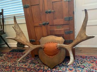 Professionally Board Mounted 31 " Spread Moose Antlers Vintage Taxidermy