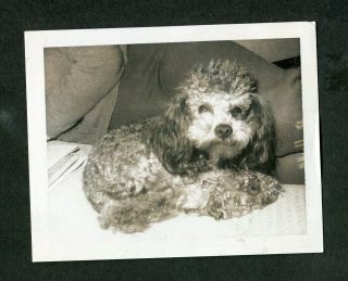 Vintage Polaroid Photo Pet Poodle Dog Puppy 395017