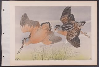 Brasher - Woodcock.  228 - 1931 Birds & Trees Of North America Rare