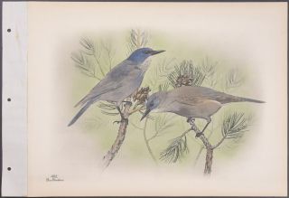 Brasher - Pinyon Jay.  492 - 1931 Birds & Trees Of North America Rare