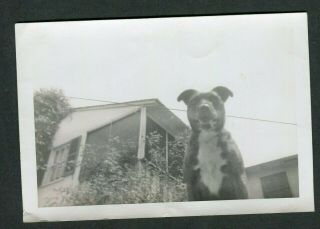 Vintage Photo Unusual View Of Dog On Wall W/ Love Letter On Back 994085