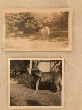 Two Vintage Black And White Dog Photos - Outside In Yard