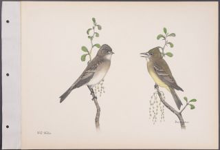 Brasher - Wood Pewee.  462 - 1931 Birds & Trees Of North America Rare