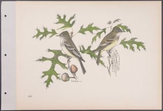 Brasher - Wood Pewee.  461 - 1931 Birds & Trees Of North America Rare