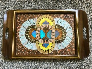 Vintage Decor Brazilian Butterfly Tray Or Wall Hanging Frame