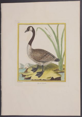 Martinet - Canadian Goose.  346 - 1770 Histoire Naturelle Des Oiseaux Engraving