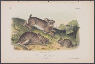 Audubon - Grey Rabbit.  22 - 1851 - 1854 Quadrupeds Of North America
