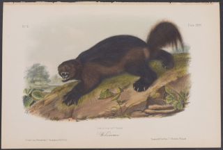 Audubon - Wolverine.  26 - 1854 Quadrupeds Of North America Lithograph