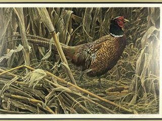 Ring - Necked Pheasant Bird Vintage Art Robert Bateman Signed