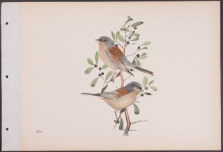 Brasher - Arizona Junco.  570 - 1931 Birds & Trees Of North America Rare