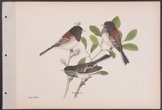 Brasher - Oregon & Shuteldt Junco.  567a - 1931 Birds & Trees Of North America