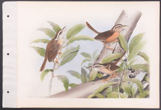 Brasher - Carolina Wren.  718 - 1931 Birds & Trees Of North America Rare