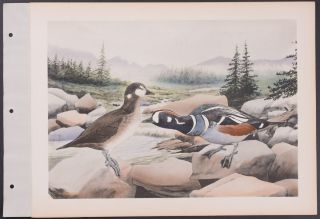 Brasher - Harlequin Duck.  155 - 1931 Birds & Trees Of North America Rare