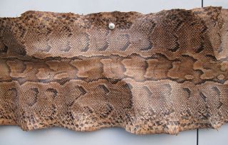 Vintage Giant Anaconda Snake Skin Snakeskin Taxidermy 11 