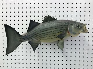Vintage Taxidermy Fish Real Skin Tennesse Striped Bass Wall Mount Full 15 " Body