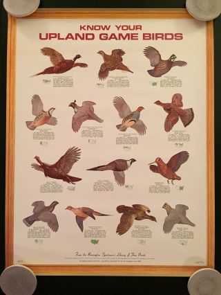 Vintage 1972 Remington Arms Company " Know Your Upland Game Birds " Poster