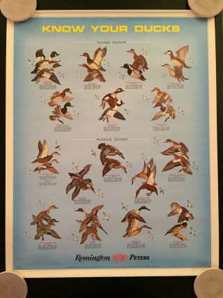 Vintage 1971 Remington Arms Company " Know Your Ducks " Poster