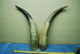 Large 48 " Texas Longhorn Cow Bull Steer Horns Primitive Ranch Western Decor