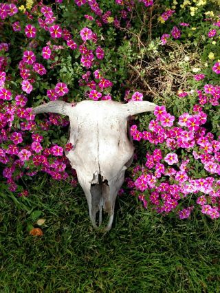 Vintage Real Cow Skull Natural Animal Bones Oddity Display Bull Teeth Horns