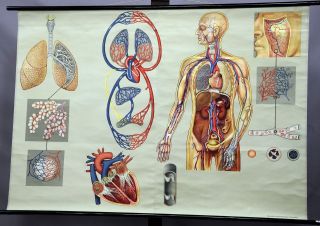 Vintage Anatomical Wall Chart Human Body Breathing Respiration Blood Circulation