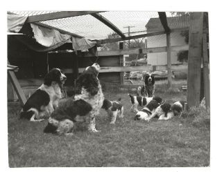 50s 60s Springer Spaniel Dogs Puppy Family Pet Vintage Photo Snapshot