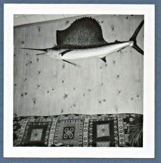 Vintage Snapshot Ca.  1950s Sailfish Mount Knotty Pine Wall Art Mcm Abstract Couch
