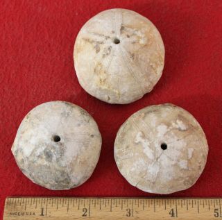 (3) Large Neolithic Fossilized Sea Urchin Beads