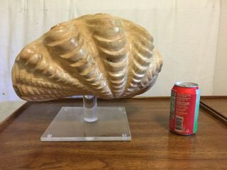 Large Hand Carved Wood Clam Sea Shell By Sarreid Vintage Ocean Display