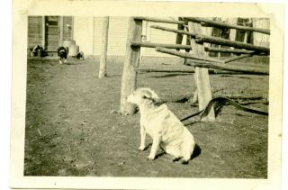 Vintage B&w Photograph " Old Dog " European Farm 1940 