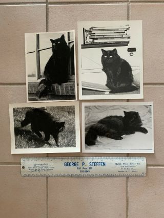 4 Vintage B&w Photographs Of Angora Black Cat