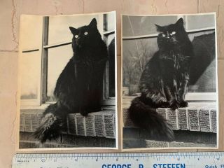Vintage B&w Photographs Of Black Angora Cat Sitting On Window Sill