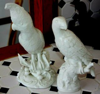 Antique Nymphenburg Blanc De Chine Porcelain Parrot Cockatoo Bird Statue