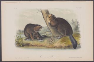 Audubon - American Beaver.  46 - 1851 - 1854 Quadrupeds Of North America