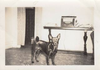 Vintage Photo Creepy Black Small Dog In Living Room Abstract Animal Pet