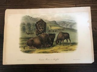 Audubon - American Bison - 1854 Quadrupeds Of North America Lithograph