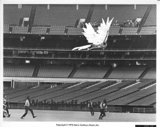 " Brewster Mccloud " Bud Cort Flying In Stadium In 1970 Mgm 8x10 B&w Photo