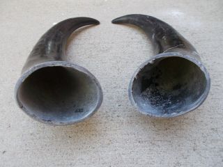 Real Cow Horn 11 " To 15 " Arts & Crafts Black Powder Steer Bull,  For Drinking Cups