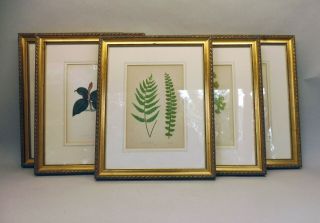 Botanical Rare And Exotic Fauna And Ferns Vintage Framed Fine Art Prints (five)