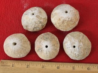 (5) Large Neolithic Fossilized Sea Urchin Beads